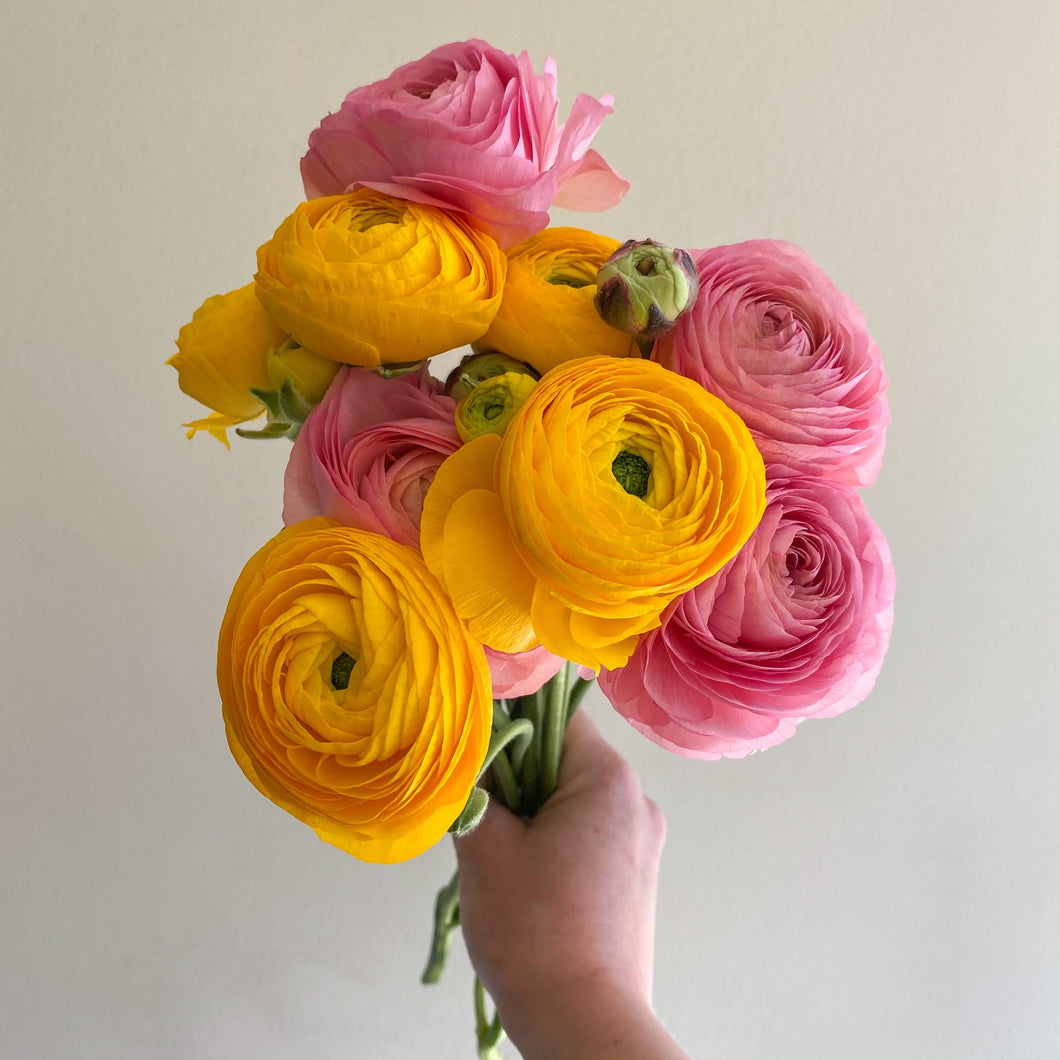Mother's Day Bunches of Ranunculus 🌼 Only Available for Mother's Day Weekend - May 8th & 9th - Brave Blooms