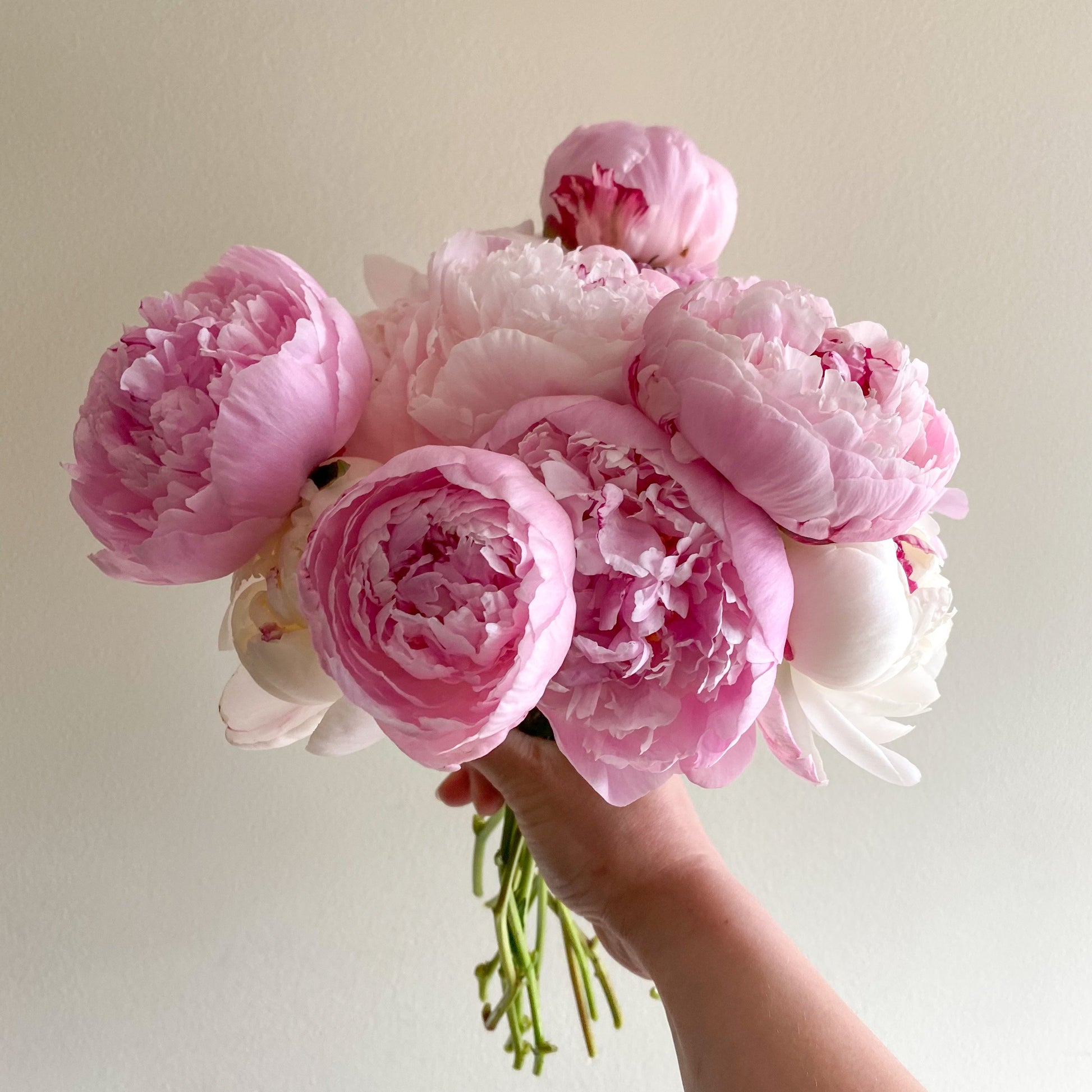 Mother's Day Peonies by the Bunch 🌸 Only Available for Mother's Day Weekend - May 8th & 9th - Brave Blooms